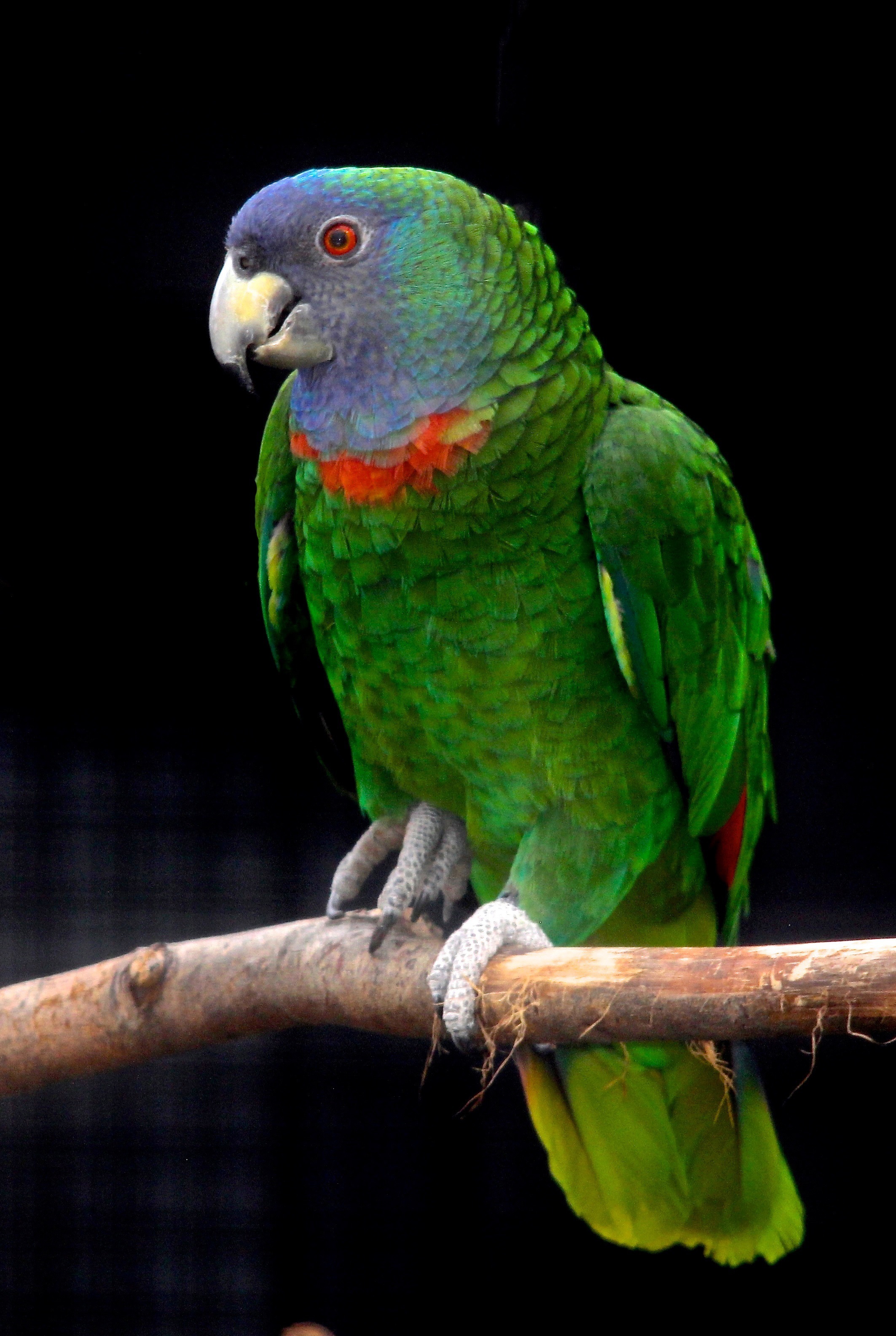 红颈亚马逊鹦鹉