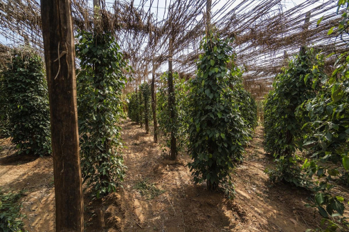 胡椒（胡椒科胡椒属植物）_百度百科