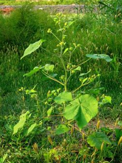 苘麻（锦葵科苘麻属植物）_百度百科