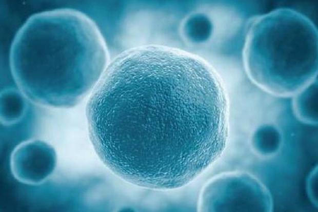 豌豆干细胞指的是豌豆类植物种子的干细胞.