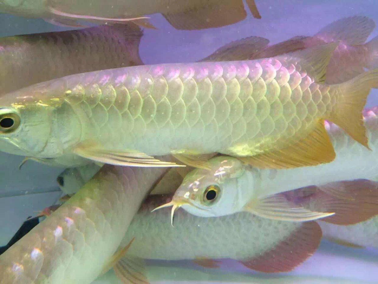  p>同乐鱼即石首鱼,是 a target="_blank" href=