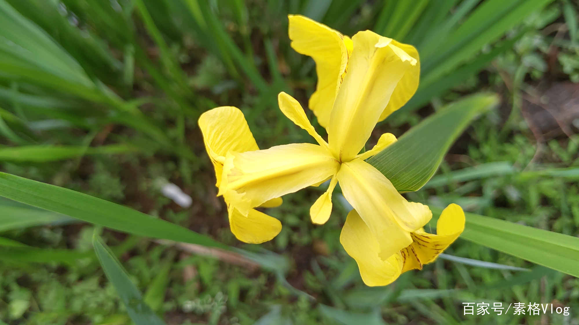 春日游湖 巧遇新花 百科ta说
