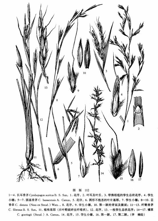 纤鞘香茅