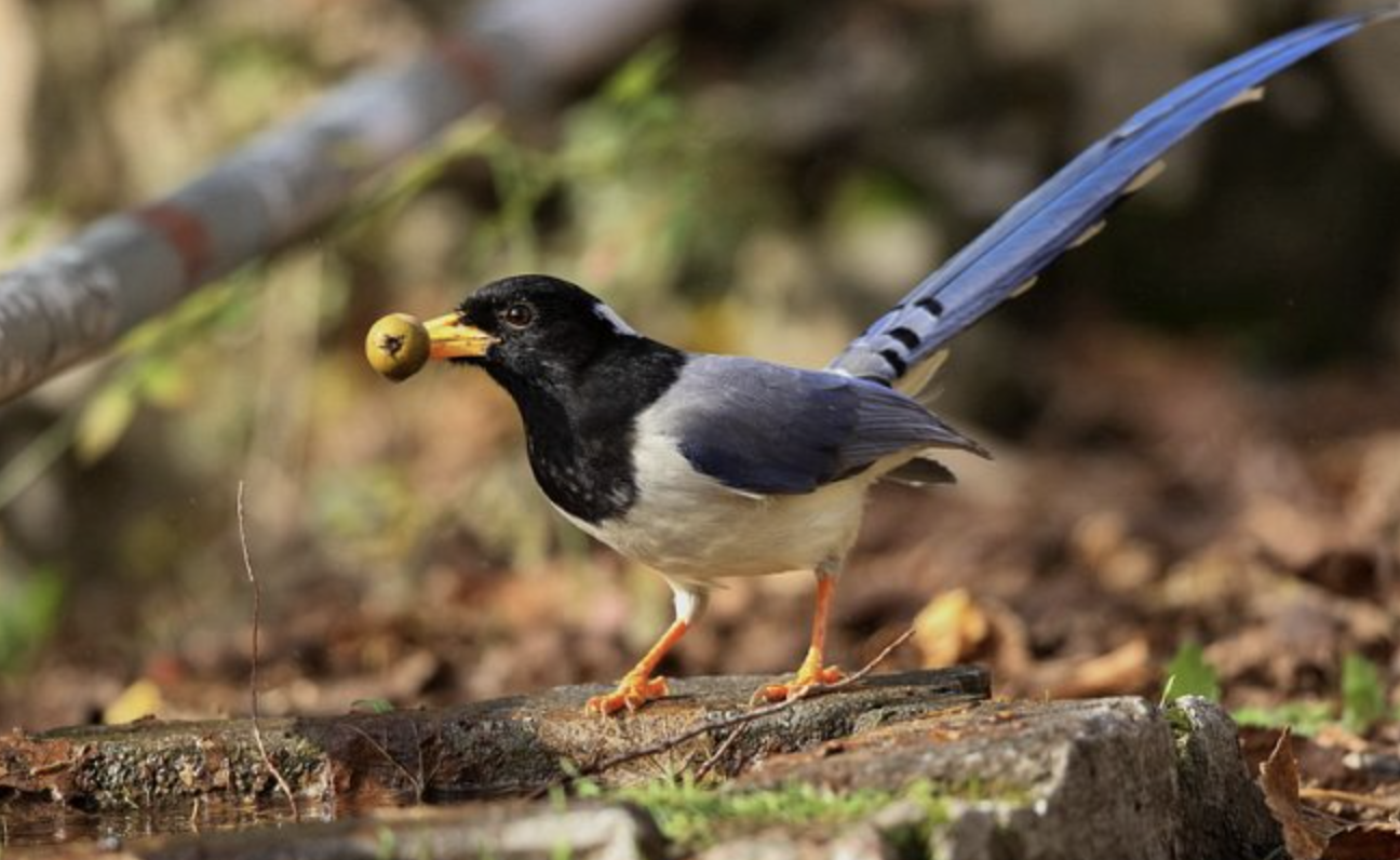  p>黄嘴蓝鹊(学名: i>urocissa flavirostris /i>)是鸦科,蓝鹊属的