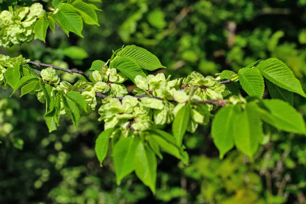 榆树（榆科榆属植物）_百度百科