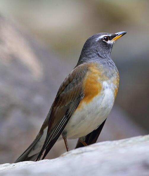  p>褐头鸫(学名: i>turdus feae /i>)是鸫科,鸫属中型鸟类,体长22-25