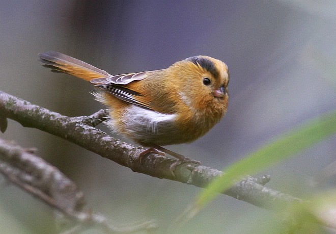  p>黄额鸦雀(学名: i>suthora fulvifrons /i>)是莺科,鸦雀属小型鸟类