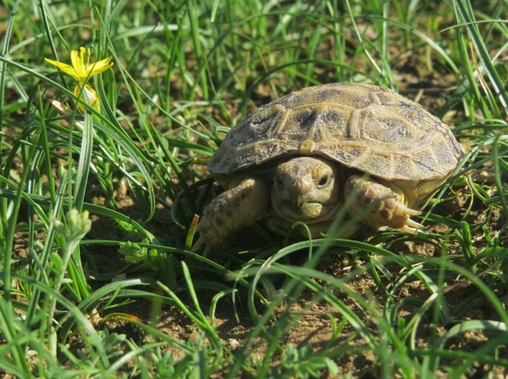  p>四爪陆龟( i>testudo horsfieldii /i>):又叫草原龟,是爬行纲,陆龟