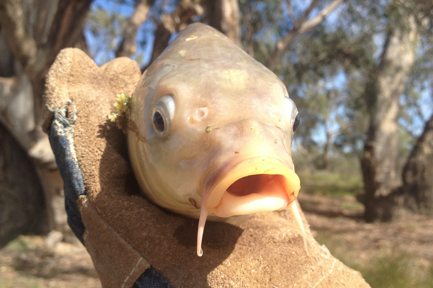  p>鲤(学名: i>cyprinus carpio /i>)是鲤科,鲤属鱼类.