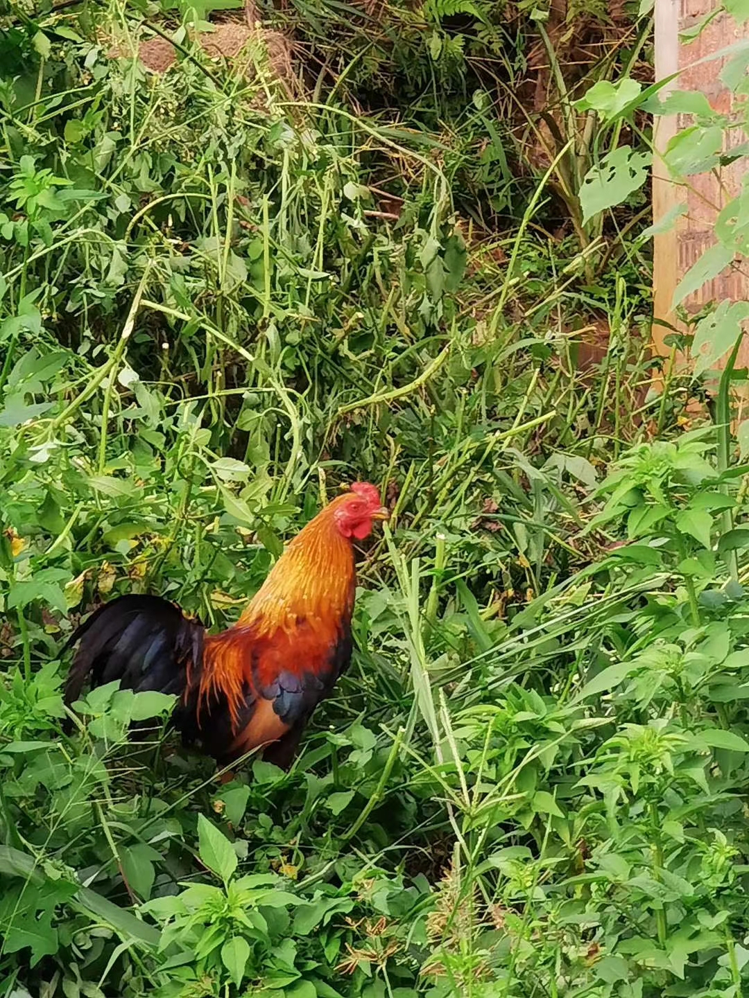  p>坡芽山鸡 (poya chicken)因主要分布于云南省 a target="_blank"