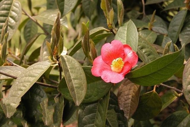 宛田红花油茶09