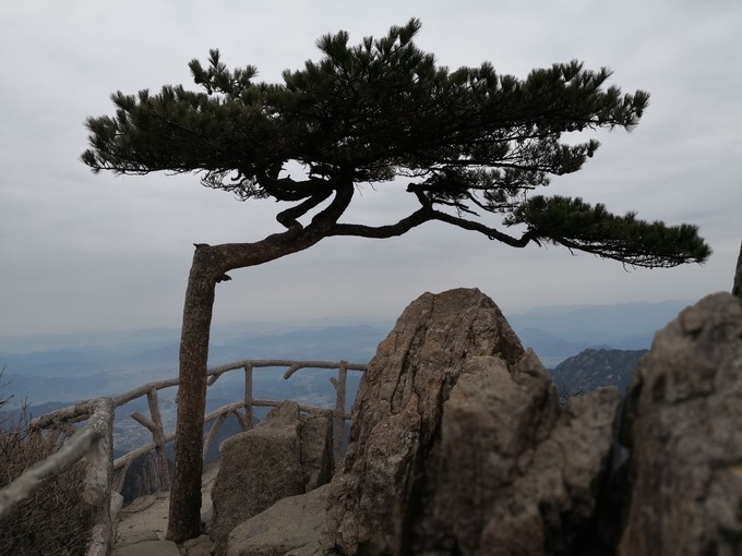 data-id="gnvgk4vsxv">接引松, a target="_blank" href="/item/黄山