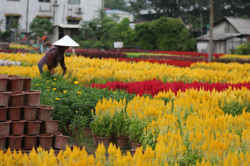  p>花地湾项目位于陈村镇中心,总用地26510㎡, 陈村花地湾总建筑面积