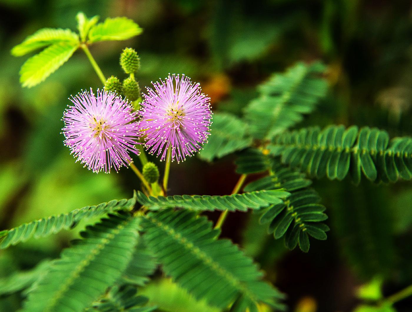 含羞草mimosa.