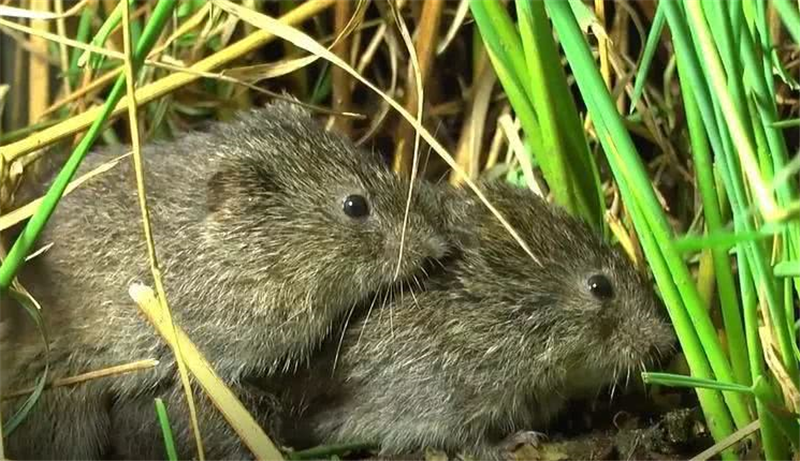黑田鼠蒙古亚种