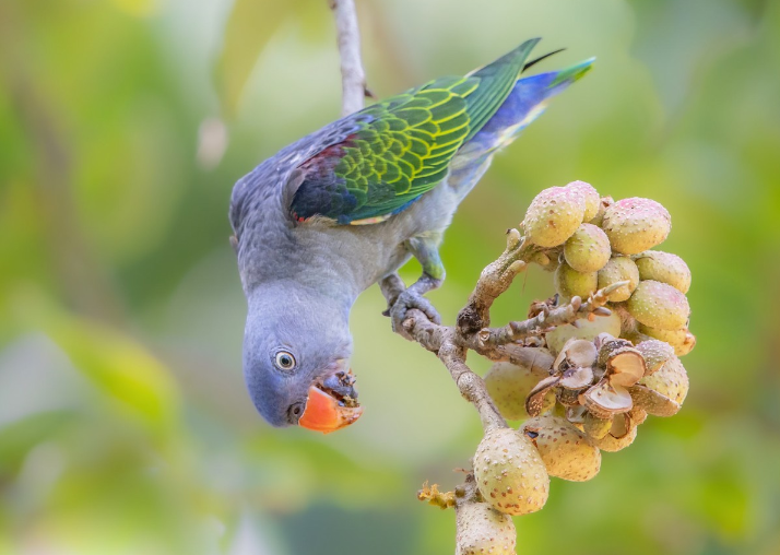 学名:psittinus cyanurus),是鹦形目长尾鹦鹉科蓝腰鹦鹉属的鸟类