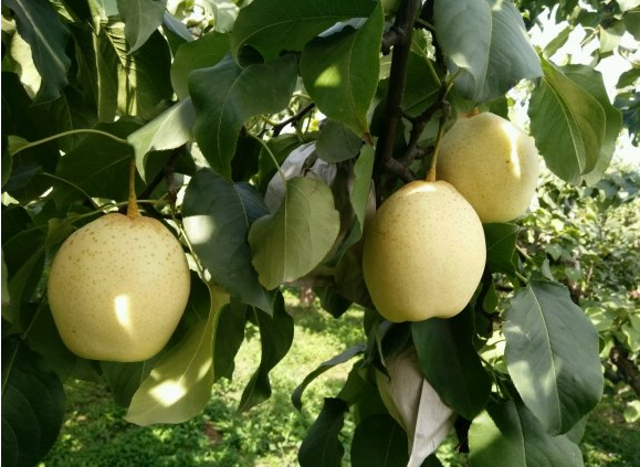水晶梨-山东莱阳种源