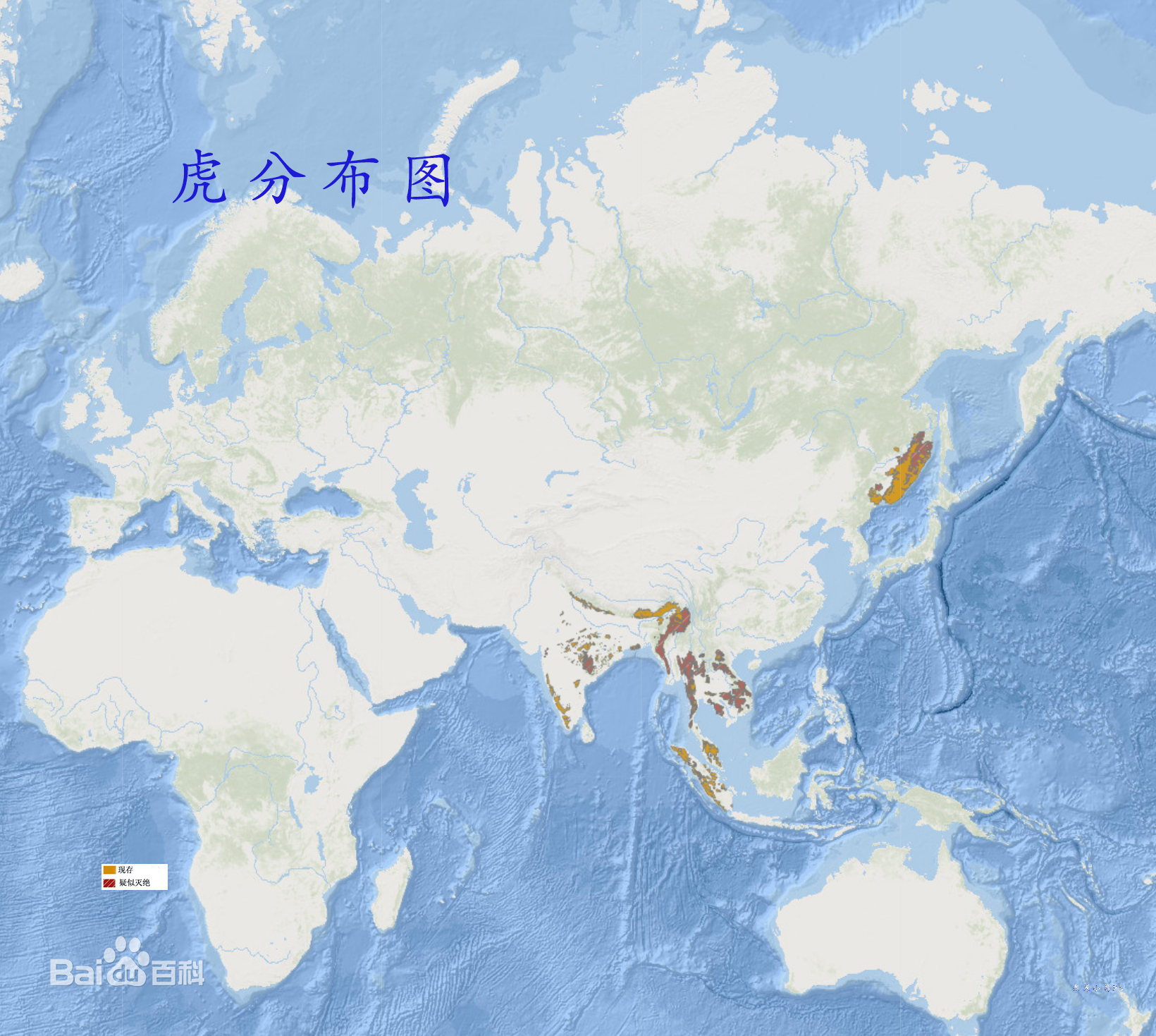  p>虎(学名: i>panthera tigris  /i>;英文名:tiger):是哺乳纲的大型