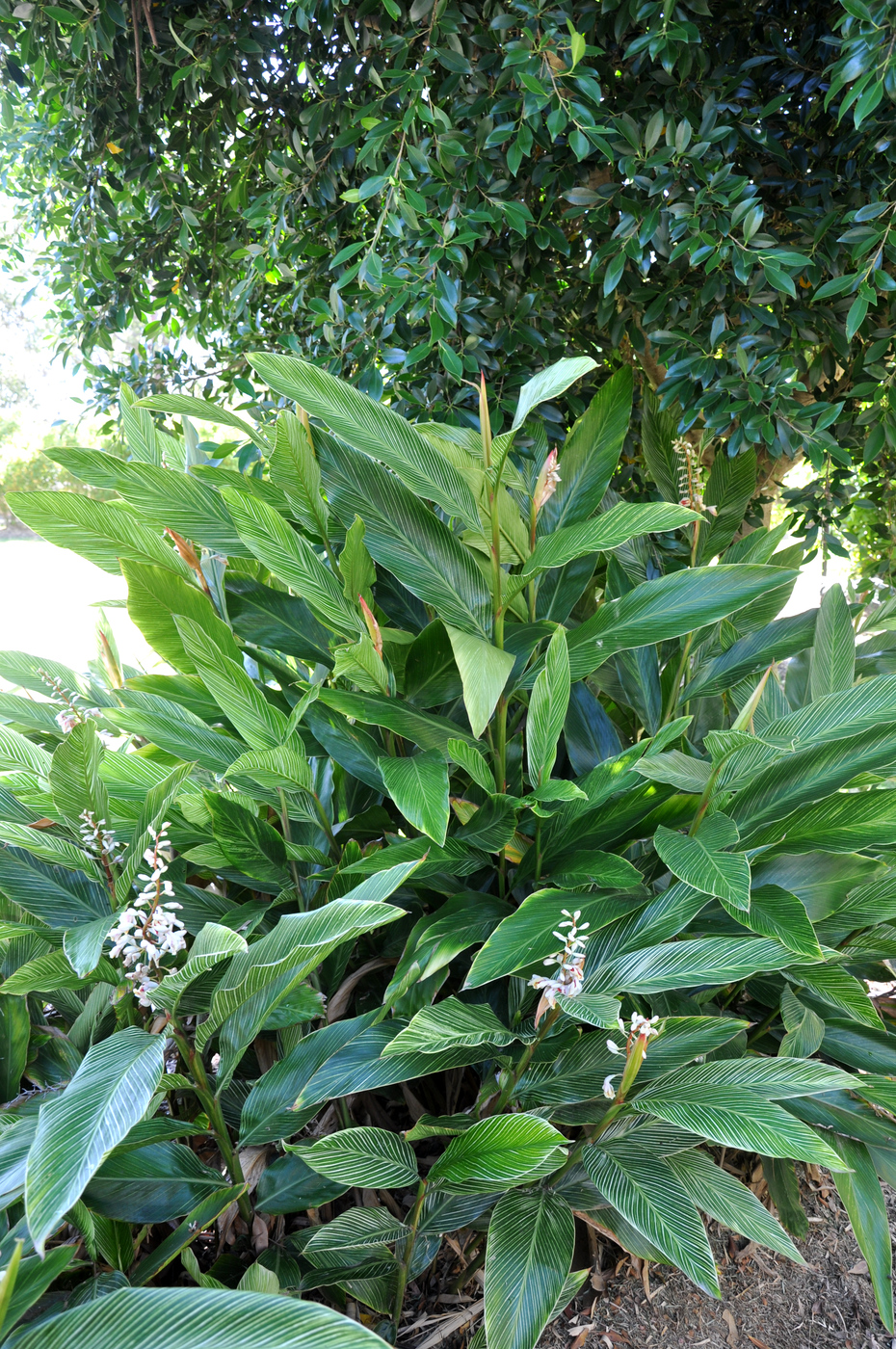 是姜科,山姜属植物.多年生草本,具根状茎;株高1-2(3.5)米.