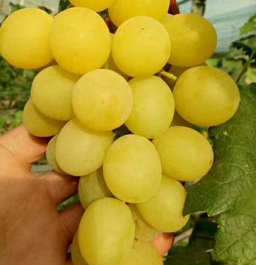 黄香蜜葡萄,又名超甜葡萄,是最甜的葡萄新