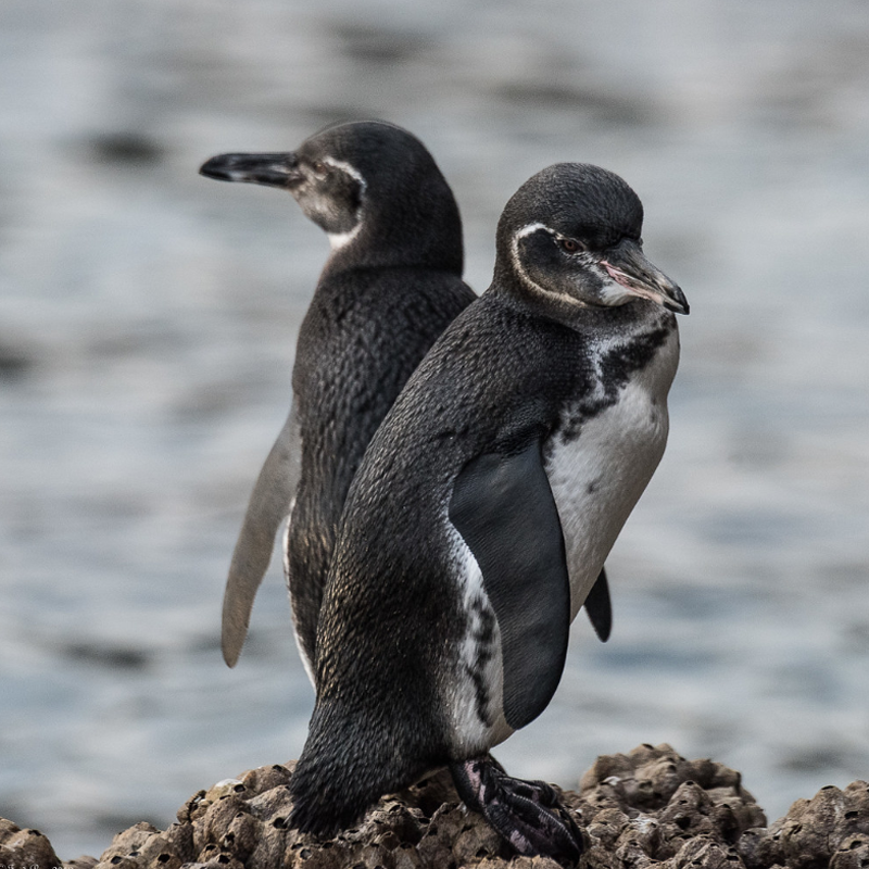  p>加岛环企鹅(学名: i>spheniscus mendiculus /i>):是鸟纲,企鹅目
