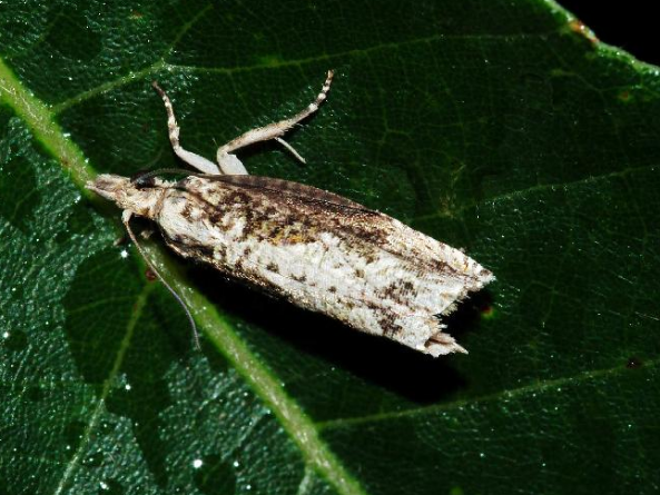 (meyrick,1912), a target="_blank" href="/item/卷蛾科/6243915"