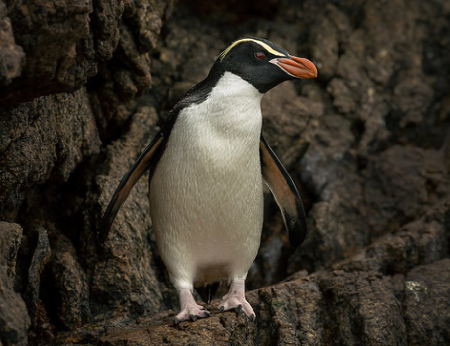 snares islands penguin