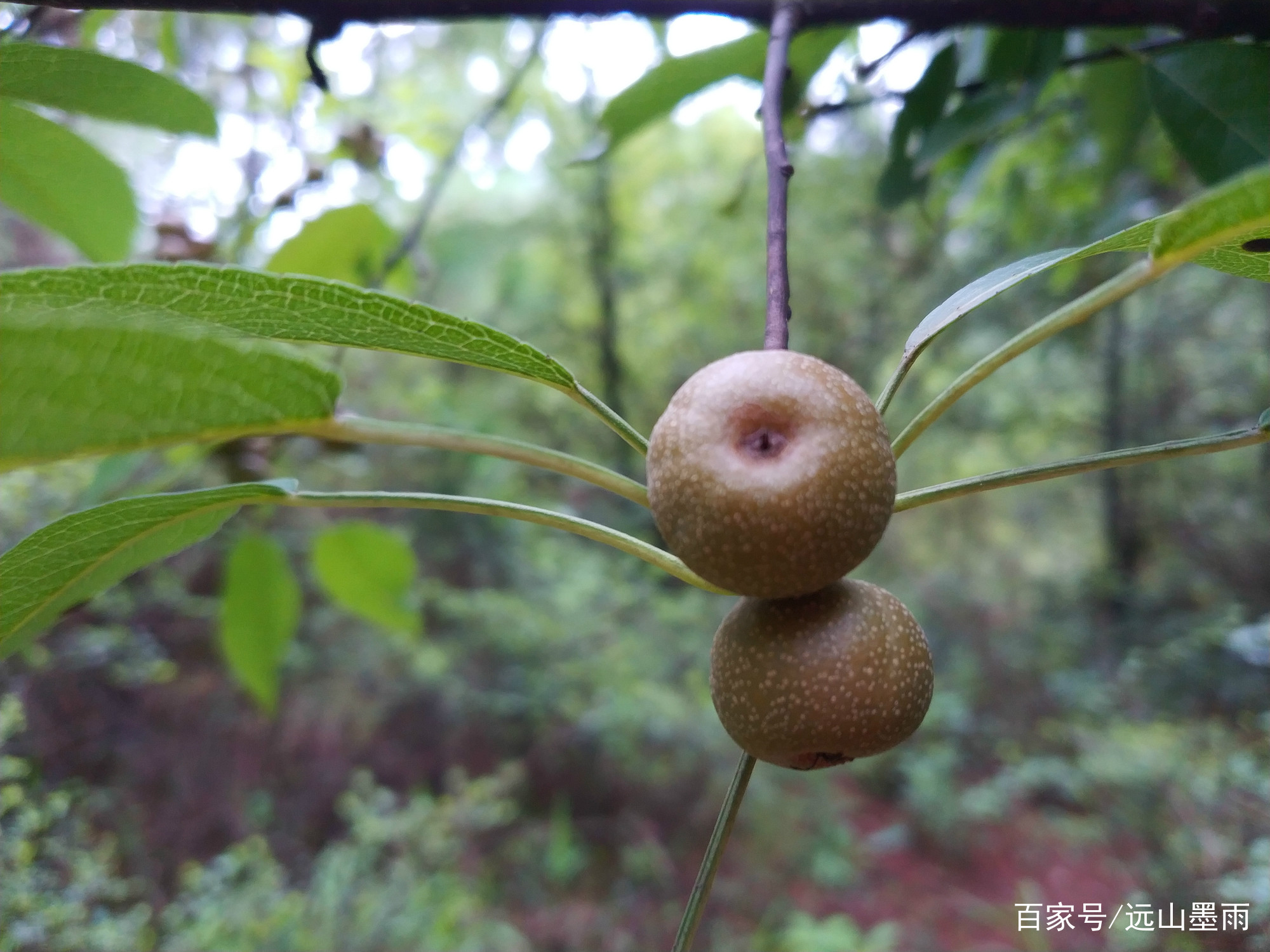 儿时喜食的果子、春天爱吃的花儿，昆明人熟悉的棠梨，山里很多_百科TA说