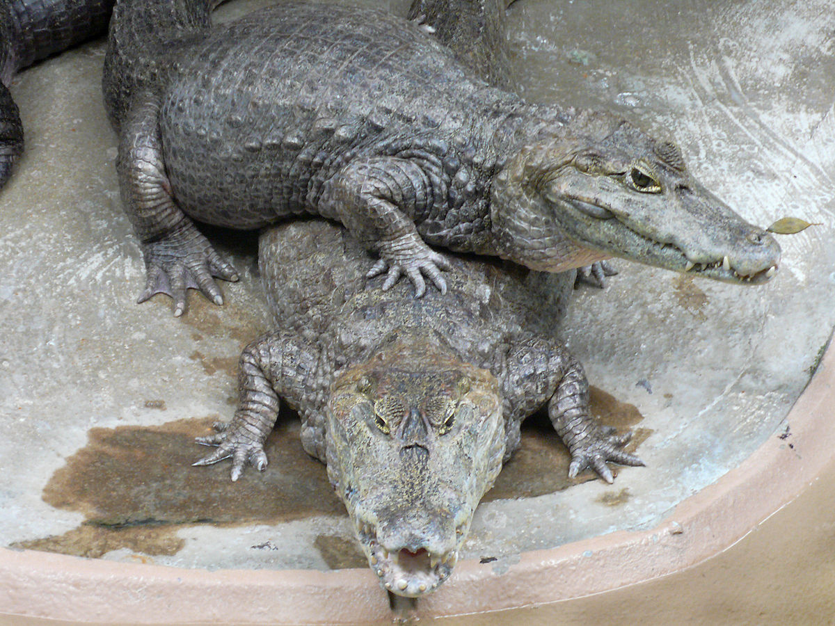  p>眼镜凯门鳄(学名: i>caiman crocodilus /i>)是短吻鳄科,凯门鳄属