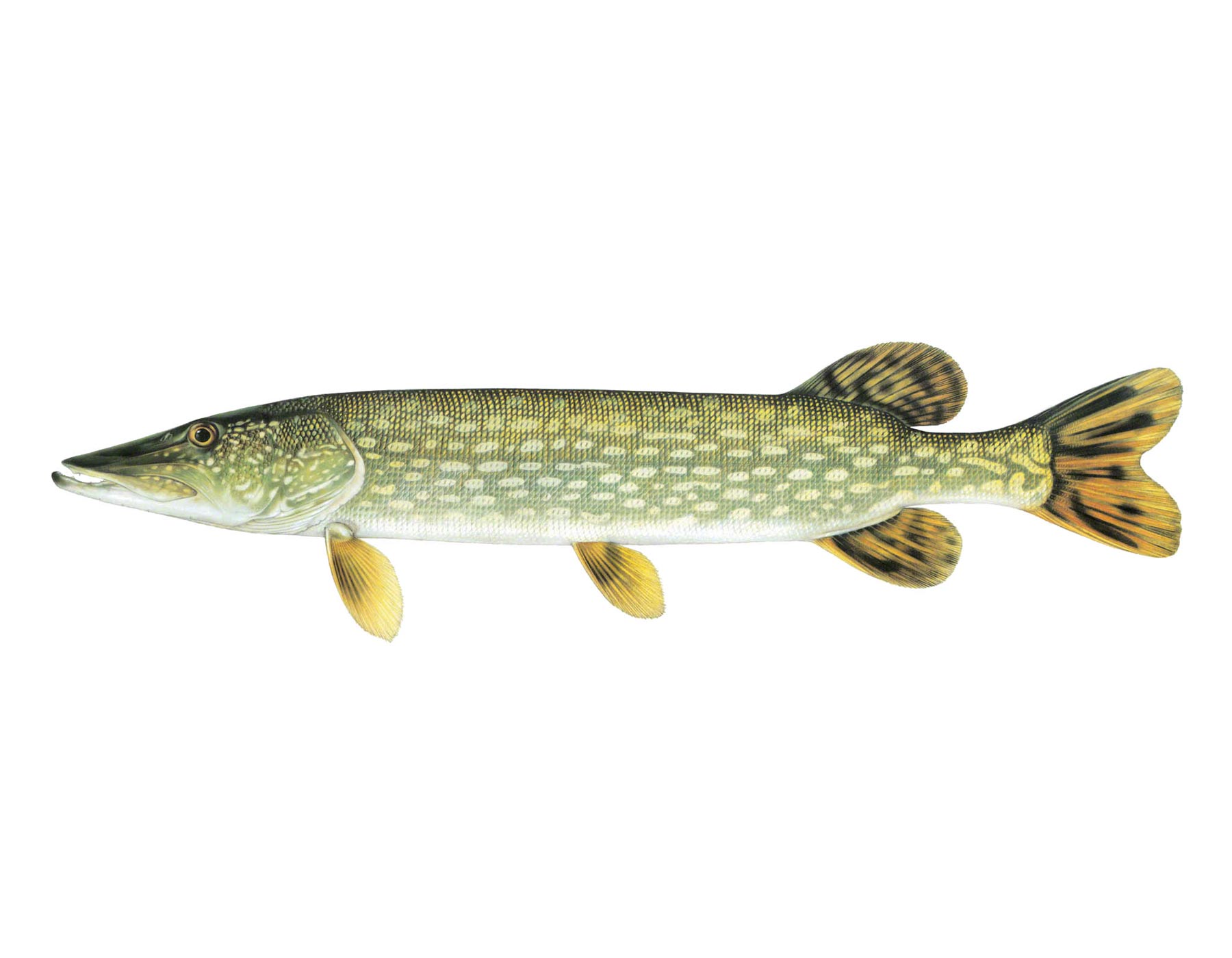  p>白斑狗鱼(学名: i>esox lucius /i>)是狗鱼科,狗鱼属鱼类.