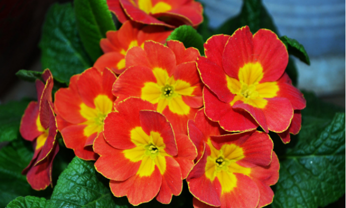 报春花(报春花目报春花科植物)_百度百科