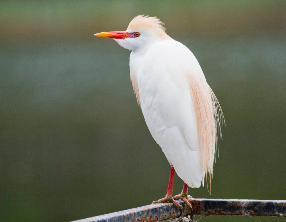 ibis<span class="ref" data