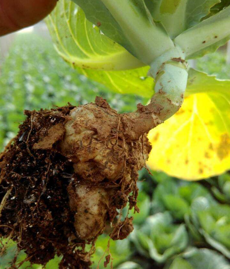  p>甘蓝根肿病是由芸薹根肿菌引起的,发生在 a target="_blank" href=