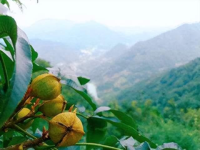 庐阳区大杨镇许岗村大果薄壳山核桃