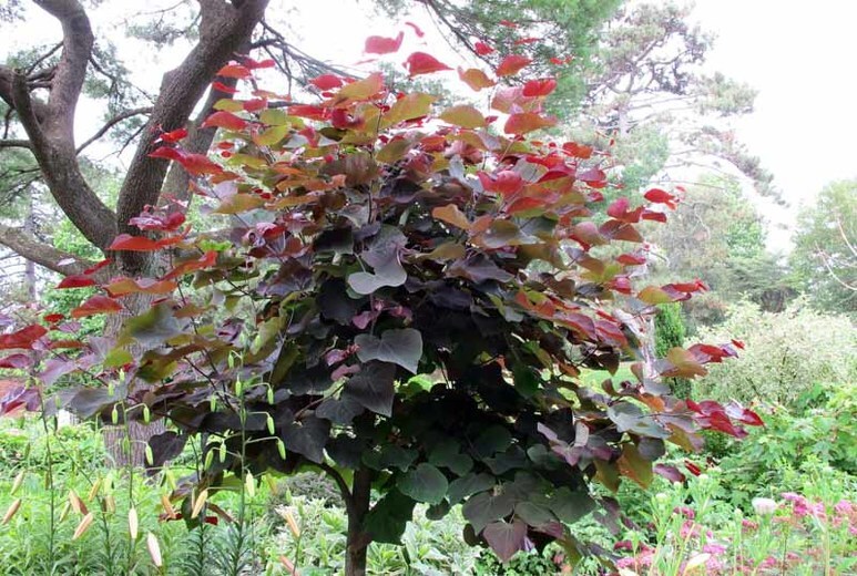 红叶加拿大紫荆