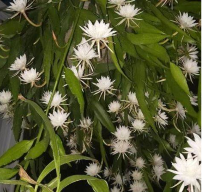 阳台养花，就选“小叶昙花”，耐阴好养，丰花勤花，值得养护_百科TA说