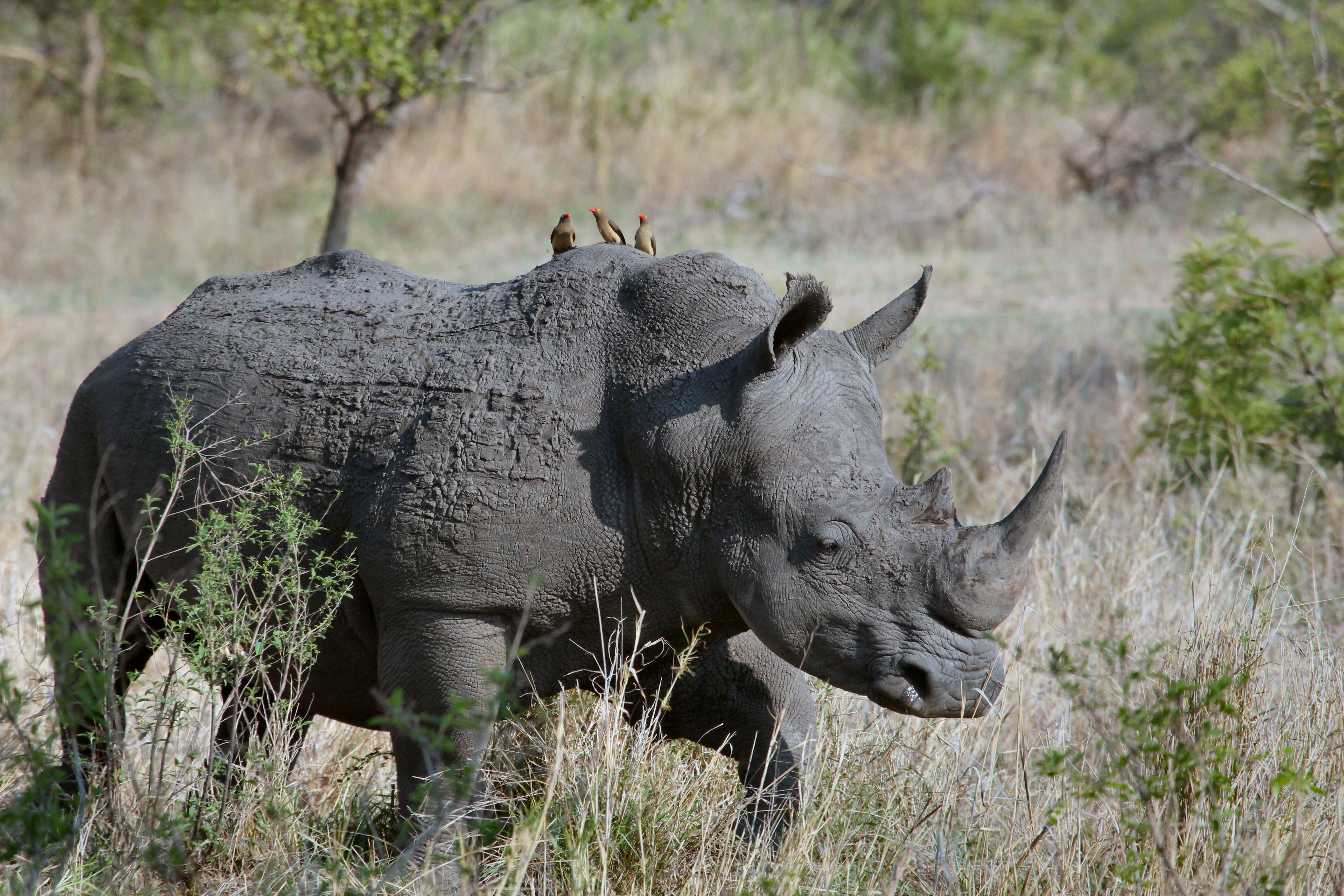 hook-lipped rhinoceros