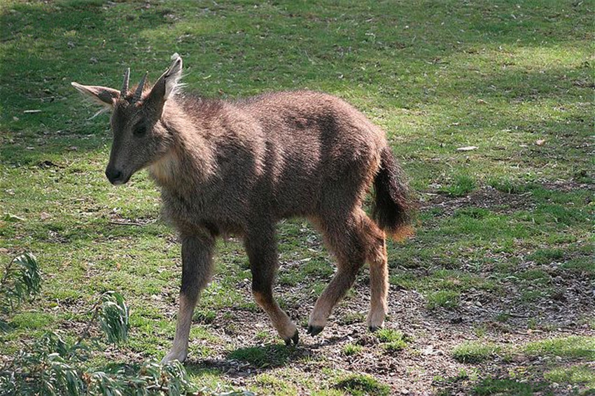  p>盘羊角,别名,大角羊,羱羊,盘角子.
