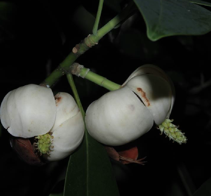  p>石碌含笑(学名: i>michelia shiluensis  /i>chun et y. f.