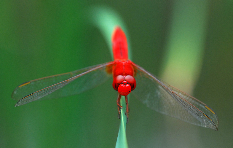 猩红蜻蜓