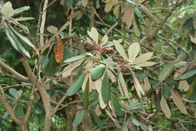  p>革叶杜鹃(学名: i>rhododendron coriaceum /i> franch.