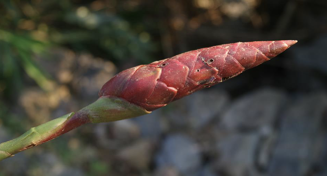  p>珊瑚姜(学名: i>zingiber corallinum /i> hance)是姜科姜属植物.