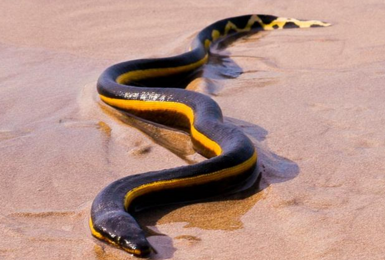  p>长吻海蛇(学名:pelamis platurus),眼镜蛇科长吻海蛇属物种,头狭长