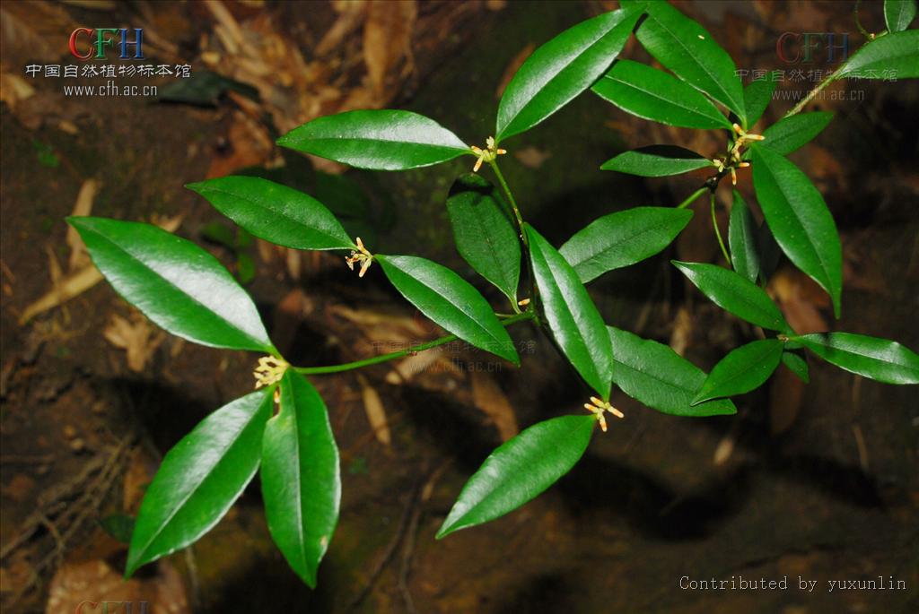  p>链珠藤(学名:alyxia sinensis champ. ex benth.
