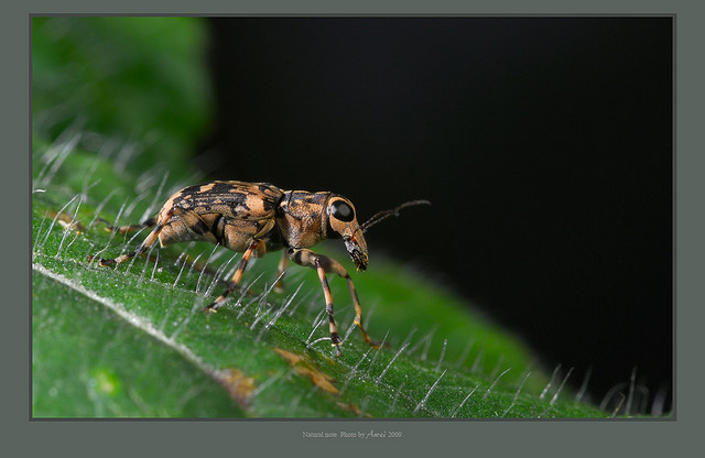 黑纹长角象鼻虫