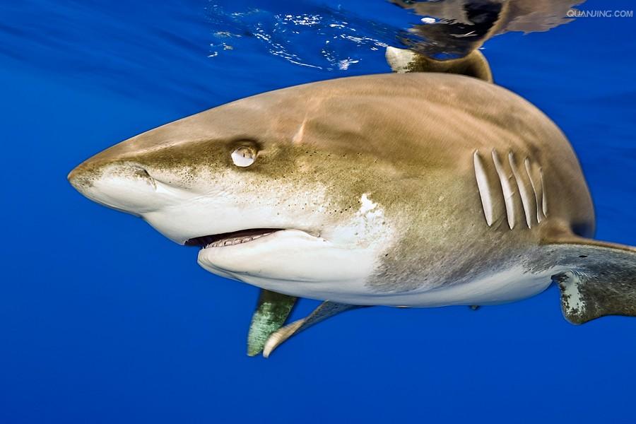  p>远洋白鳍鲨, i>carcharhinus longimanus  /i>(poey, 1861),是 a