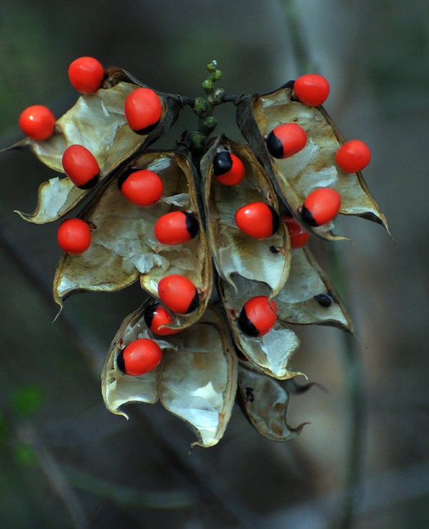  p data-id="txtxsqs3bqie">相思子,豆科红豆属藤本植物,茎细长,老茎