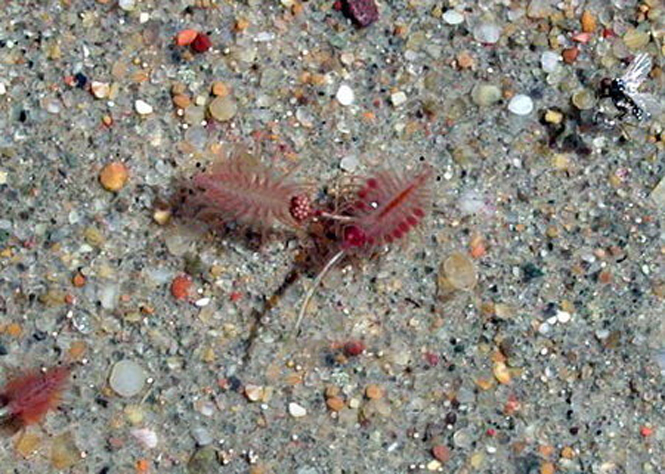  p>丰年虫又称丰年虾,卤虫,盐水虾等多种名称.