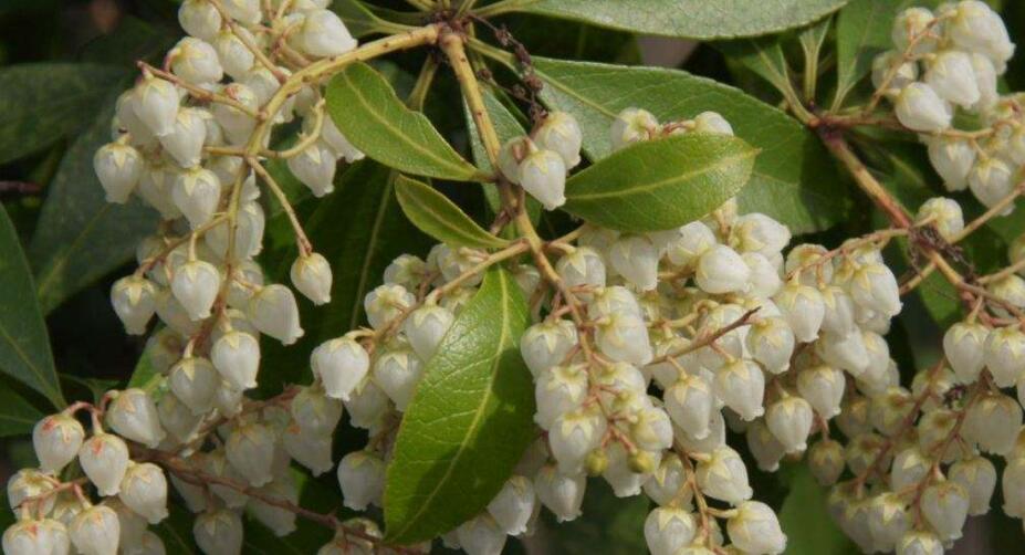  p>长萼马醉木( a target="_blank" href="/item/学名/8074290" data