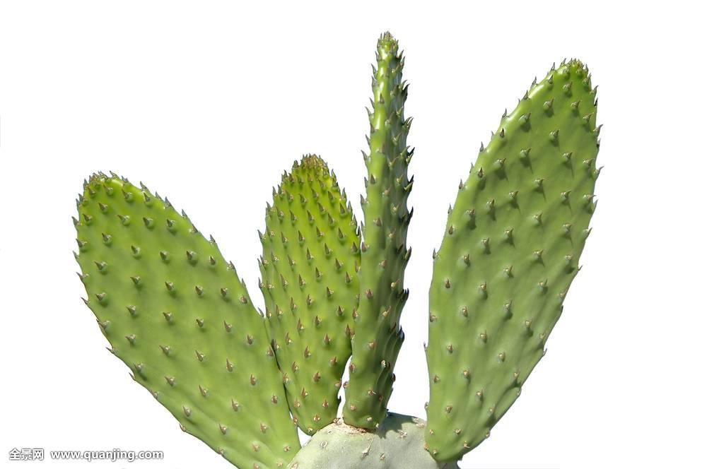  p>肉茎植物指植物的茎肉质多浆,而叶不肉质.